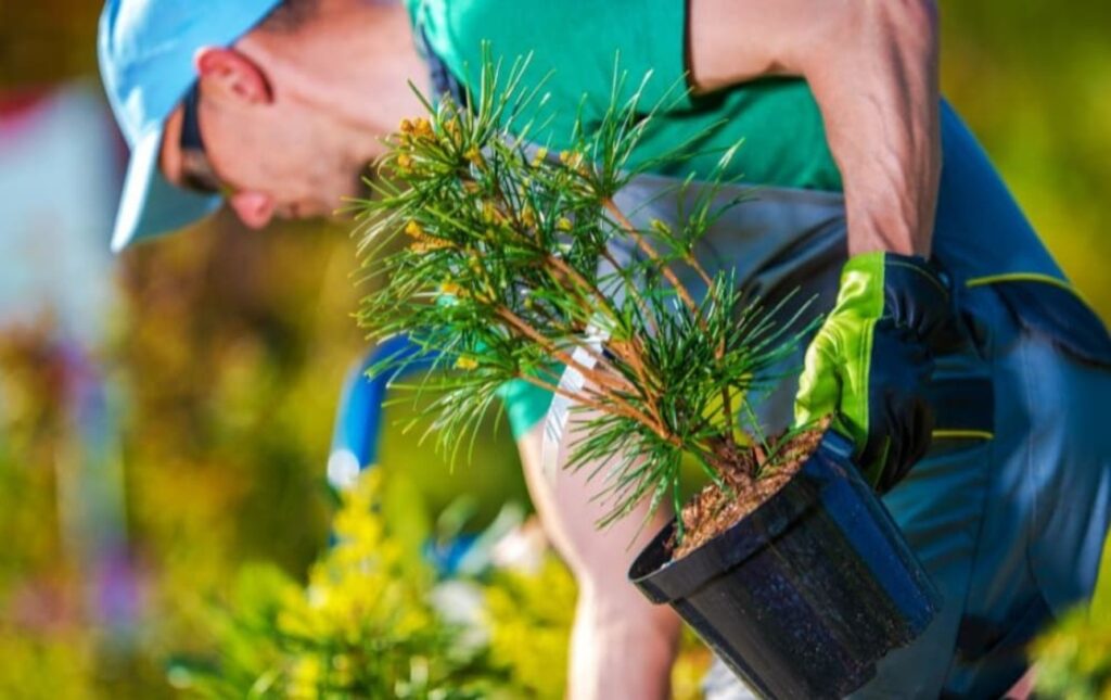 Importance Of Planting Trees