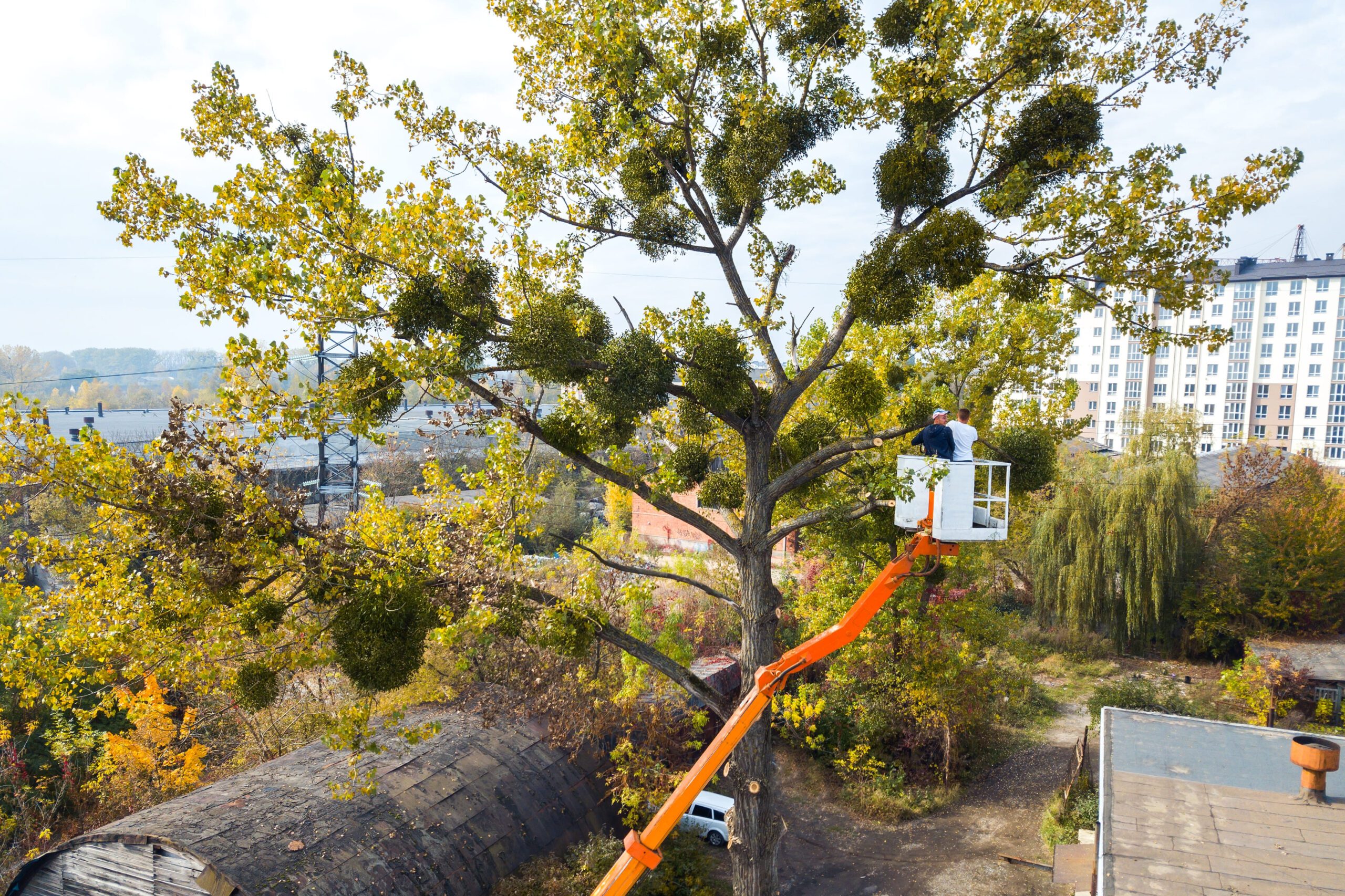 Worcester Commercial Tree Services | Property Tree Care