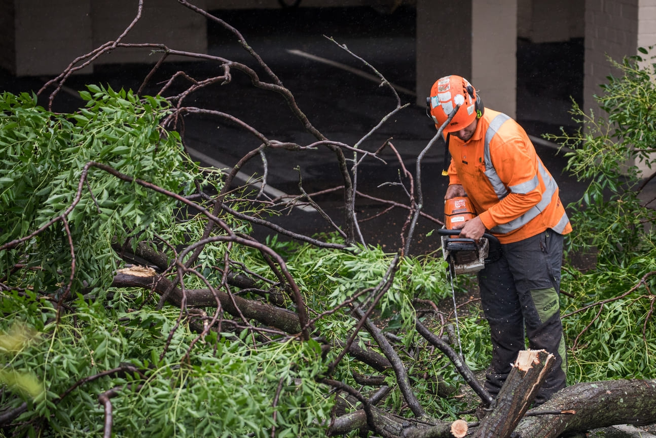 man cutting tree branches