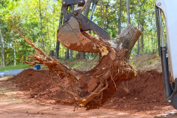 Tree & Stump Removal