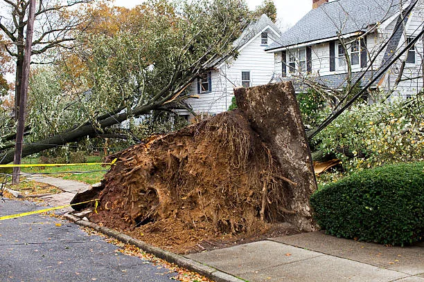 emergency tree service worcester