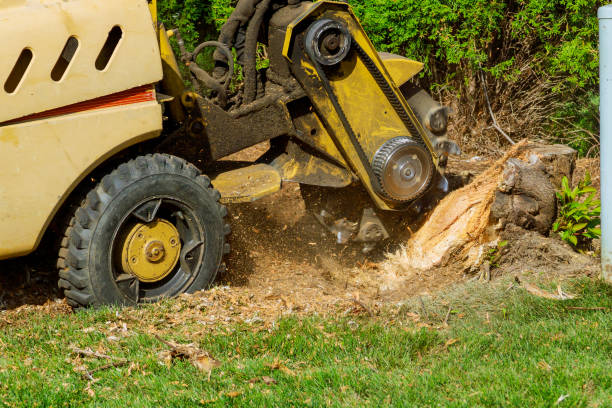 stump removal worcester