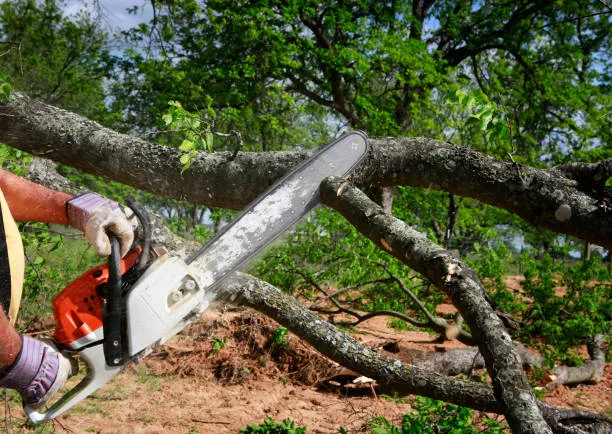 tree cutting worcester