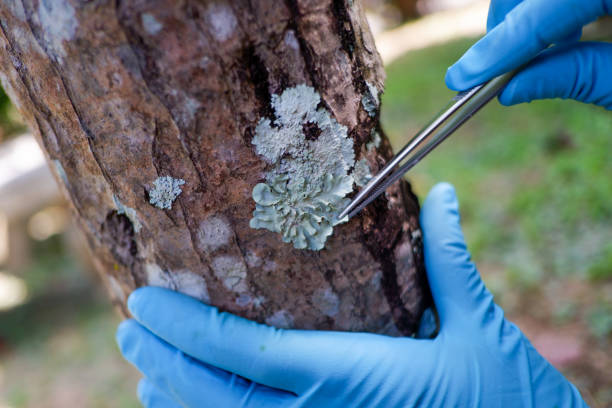 tree health worcester