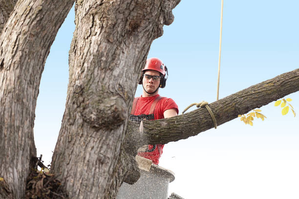 tree removal worcester