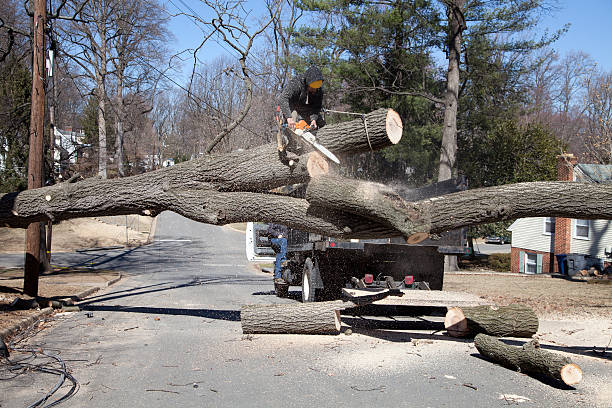 tree removal worcester