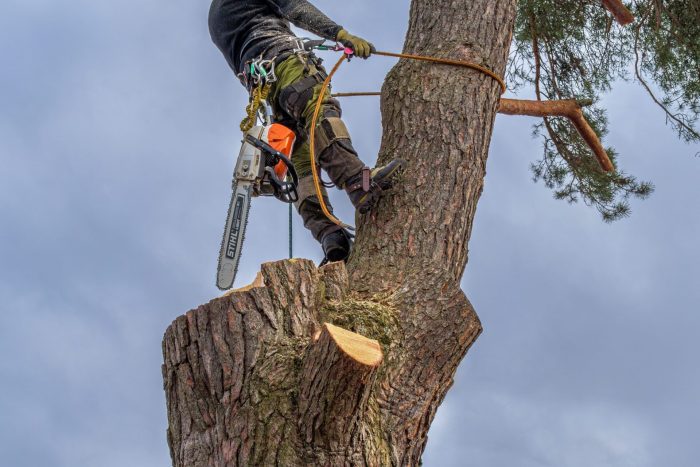 tree cutting