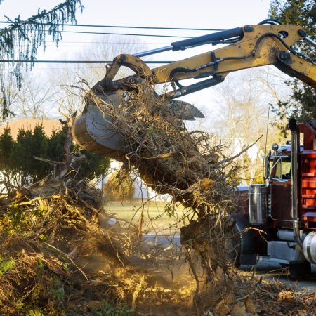 maching cutting tree (2) maching cutting tree (2)