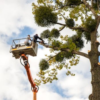 man trimming tree